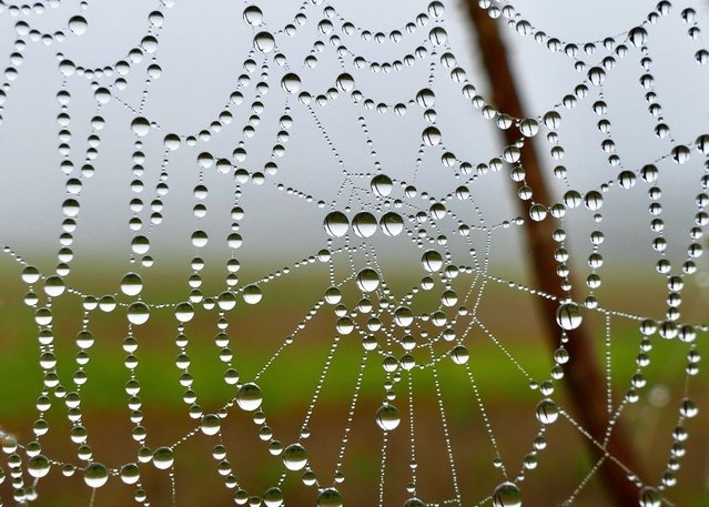 Dew-covered cobwebs on a misty morning in Oxfordshire, Dunsden, UK on October 2, 2025. (Photo by Geoffrey Swaine/Rex Features/Shutterstock)
