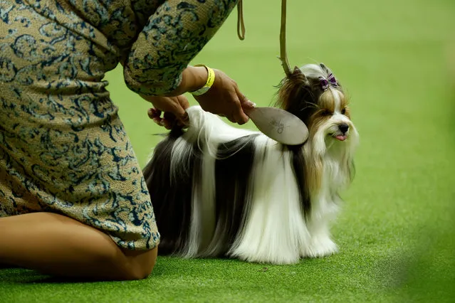 A Biewer Terrier prepares for the 147th Annual Westminster Kennel Club Dog Show Presented by Purina Pro Plan at Arthur Ashe Stadium on May 08, 2023 in New York City. (Photo by Sarah Stier/Getty Images for Westminster Kennel Club)