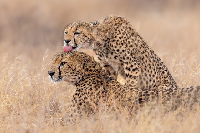A cheetah cub licks its mother, who is on the lookout for threats from lions and leopards, after eating a klipspringer in Samburu, Kenya in the last decade of November 2025. (Photo by Sara Jenner/Solent News & Photo Agency)