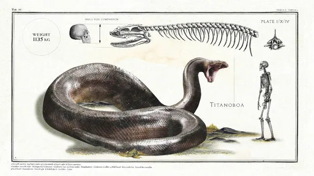 This giant snake, Titanoboa, lived around 58 to 60 million years ago. (Photo by Sky TV/The Guardian)