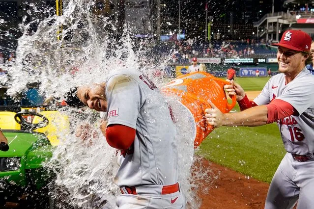 St. Louis Cardinals' Willson Contreras, left, gets doused by Nolan Gorman as they celebrate the team's win in a baseball game against the Washington Nationals at Nationals Park, Tuesday, June 20, 2023, in Washington. (Photo by Alex Brandon/AP Photo)