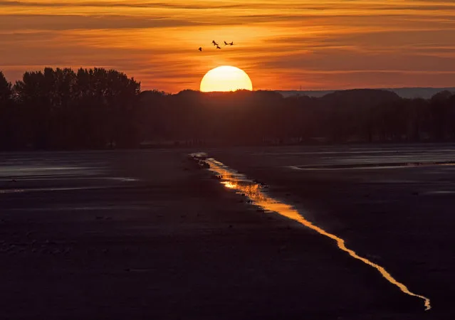 Migrating cranes fly during sunset near Straussfurt, central Germany, Monday, October 31, 2016. The cranes rest in central Germany on their way from breeding places in the north to their wintering grounds in the south. (Photo by Jens Meyer/AP Photo)