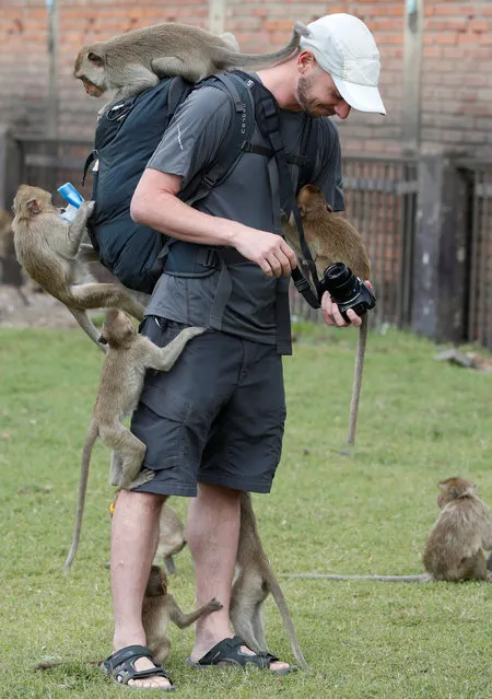Monkeys climb on a tourist during the annual Monkey Buffet Festival at the Phra Prang Sam Yot temple in Lopburi province, north of Bangkok, Thailand November 27, 2016. (Photo by Chaiwat Subprasom/Reuters)