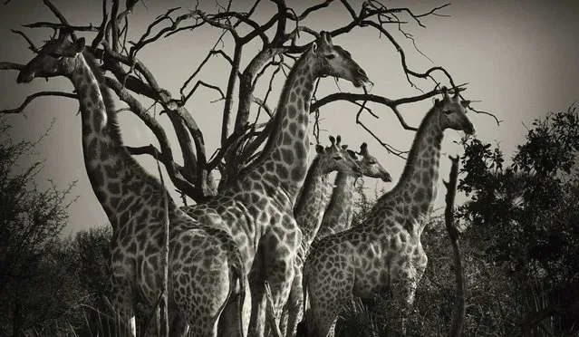“Wild Africa”. (Photo by Alex Bernasconi)