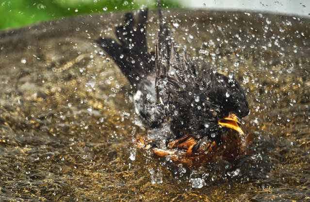 American robin taking a bath in Montreal, Canada. (Photo by Mario Beauregard Beaustock/Alamy Stock Photo)