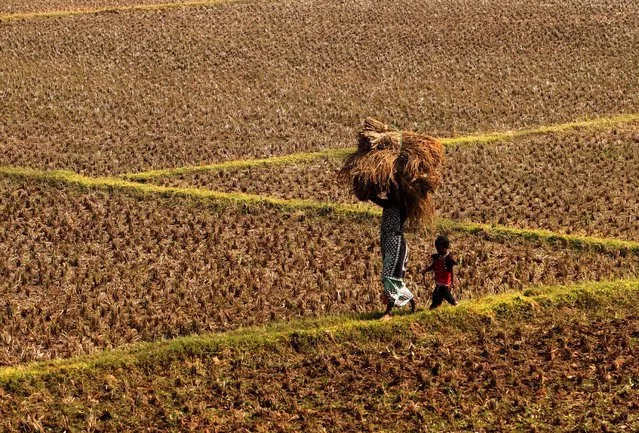 A village woman carries harvested paddy, unmilled rice, on her head as her child follows back her home on the outskirts of the eastern Indian city Bhubaneswar, India, Thursday, January 14, 2016. Rice is one of the most important food crops of India and about 4,000 different varieties are grown in different parts of the country. (Photo by Biswaranjan Rout/AP Photo)