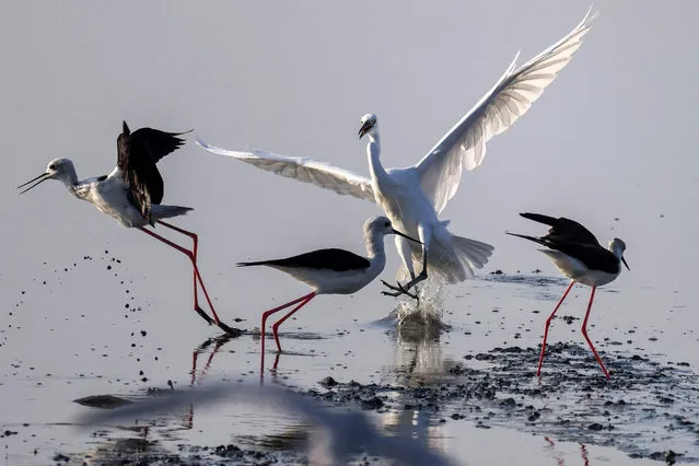 Black-winged stilts (Himantopus himantopus) and a great egret (Ardea alba) are pictured in the water at a beach in Kuwait City on October 1, 2023. (Photo by Yasser Al-Zayyat/AFP Photo)