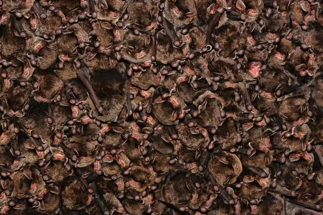 Thousands of eastern bent-winged bats hibernate in an artificial cave on Shikoku Island in Kochi, Japan. For several years the complete disappearance of the animals during the winter season baffled researchers as environmentalists could not locate their winter hideout. After much research, this massive colony of around 4,000 bats was found hiding on the island. (Photo by Kei Nomiyama/Barcroft Media)