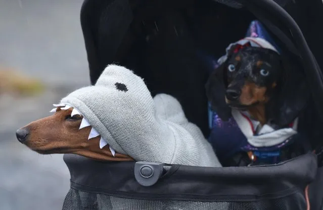 “Franklin”, left and “Milo” keep their shark outfits dry in their carriage arriving with owner Stephanie Davis at the annual Cape Cod Doxie Day which played out in a steady rain at the Barnstable County (Ma.) Complex on September 30, 2023. (Photo by Steve Heaslip/Cape Cod Times via USA TODAY NETWORK)