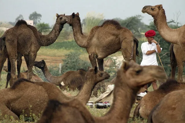 An Indian camel herder stands among camels as he arrives for the annual cattle fair in Pushkar, in the western Indian state of Rajasthan, Wednesday, November 6, 2013. Pushkar, located on the banks of Pushkar Lake, is a popular Hindu pilgrimage spot that is also frequented by foreign tourists who come to the town for the annual cattle fair and camel races. (Photo by Deepak Sharma/AP Photo)