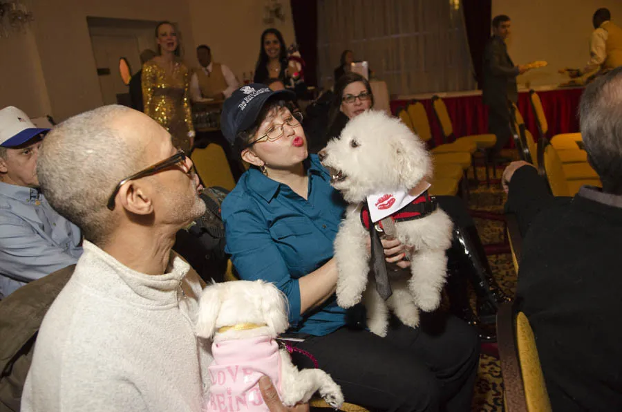 Dog Pageant by Sophie Gamand