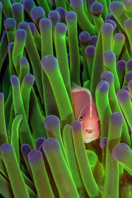 “Rare photo of a tongue parasite in an Anemonefish, taken in Komodo, Indonesia”. (Photo and caption by Peter Allinson)