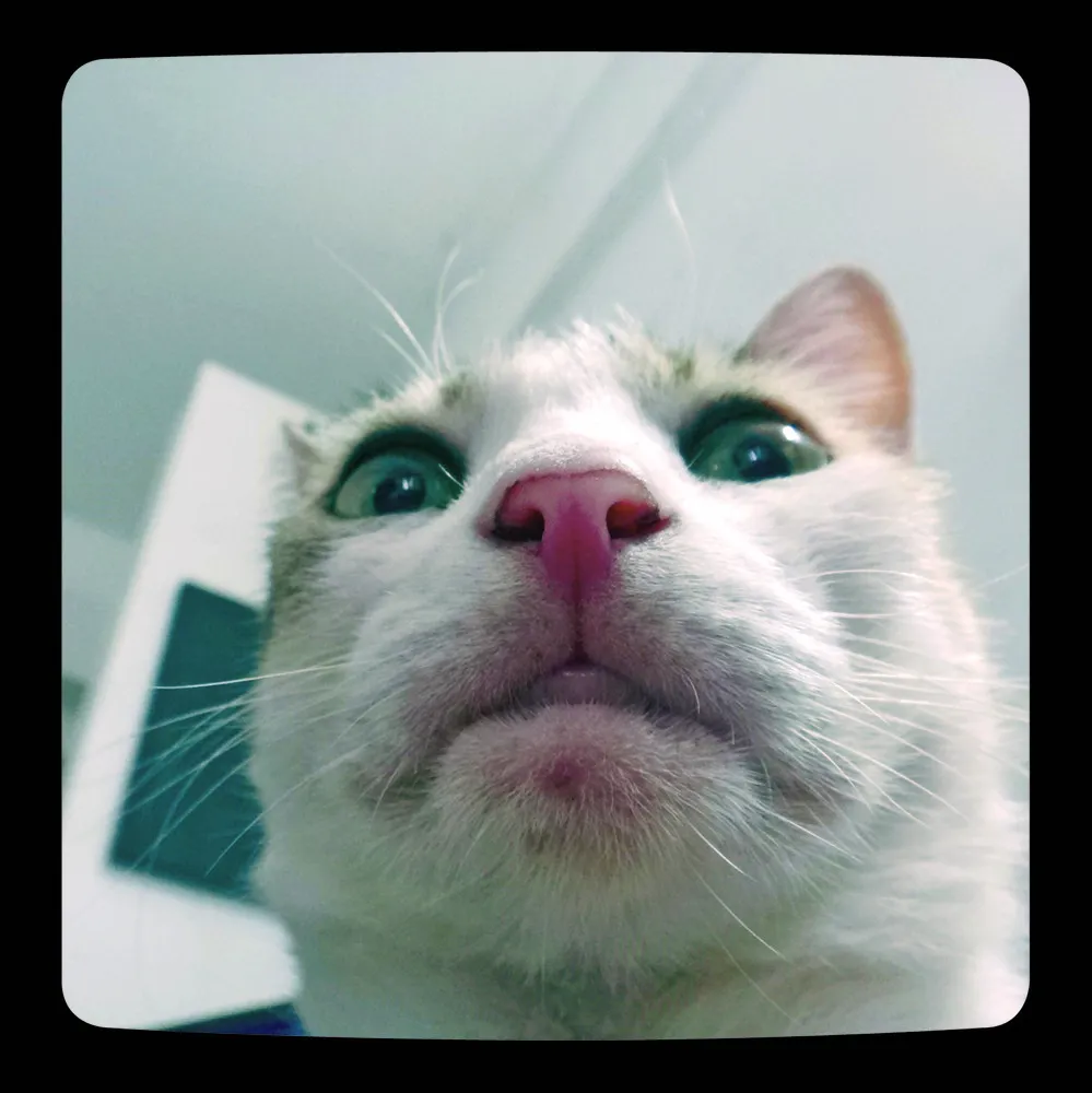 “Cat Selfies”