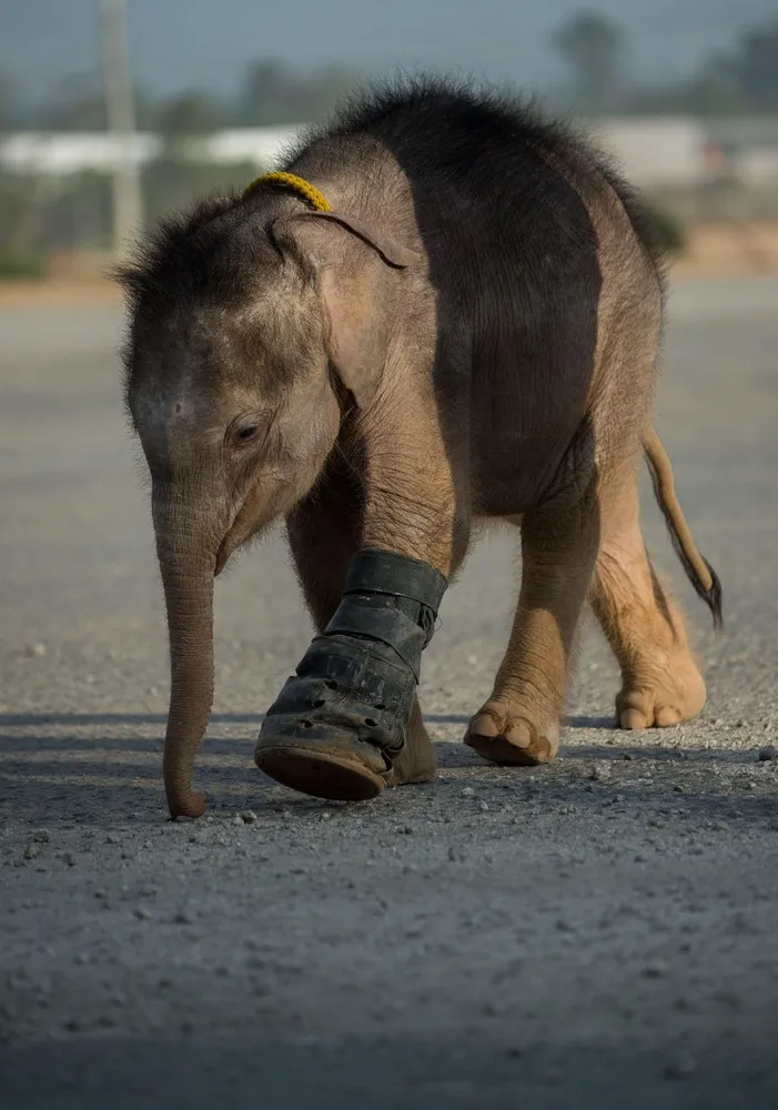 Injured Baby Elephant Learns to Walk again in Water