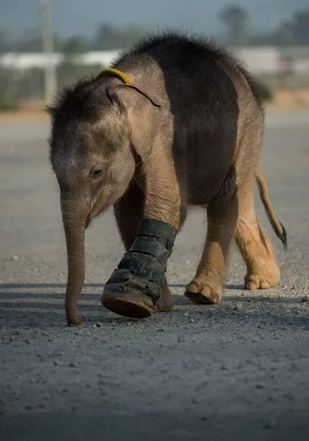 Six month- old baby elephant “Clear Sky” walks with the help of a boot on her injured leg at the Nong Nooch Tropical Garden tourist park in Chonburi Province on January 5, 2017. (Photo by Roberto Schmidt/AFP Photo)