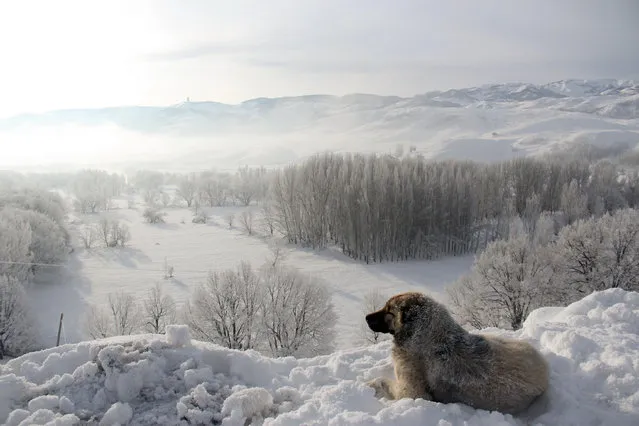 A dog is seen at a snow covered path during cold weather at Ovacik district of Tunceli, Turkey on February 6, 2019. (Photo by Sidar Can Eren/Anadolu Agency/Getty Images)