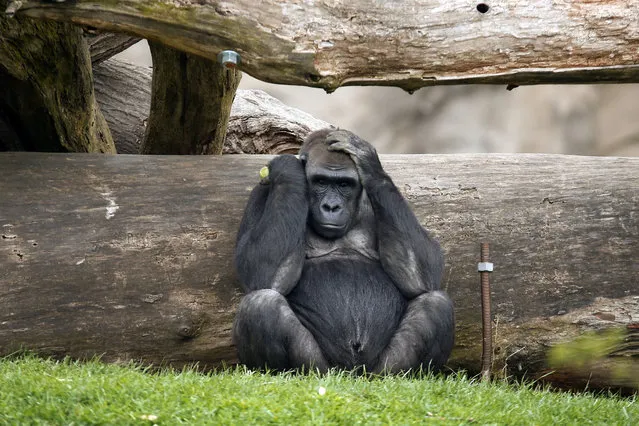 One of the  Western lowland gorillas holds it's head near the construction area for the new Islands Exhibit at the Pittsburgh Zoo and PPG aquarium sits as it sits behind a log on Thursday, April 16, 2015, in Pittsburgh. (Photo by Keith Srakocic/AP Photo)