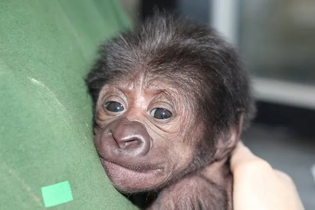 A baby female Western lowland gorilla is seen in this handout photograph dated February 17, 2016, and released by Bristol Zoo in Britain to Reuters on February 23, 2016. (Photo by Reuters/Bristol Zoo)