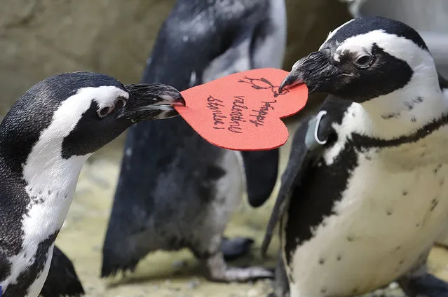African penguins compete for a heart shaped valentine handed out by aquarium biologist Piper Dwight at the California Academy of Sciences in San Francisco, Tuesday, February 12, 2019. The hearts were handed out to the penguins who naturally use similar material to build nests in the wild. (Photo by Jeff Chiu/AP Photo)