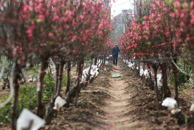 A farmer walks past peach blossom flowers as she waits for customers ahead of Vietnamese “Tet” (the lunar new year festival) in a field in Hanoi January 22, 2017. (Photo by Reuters/Kham)