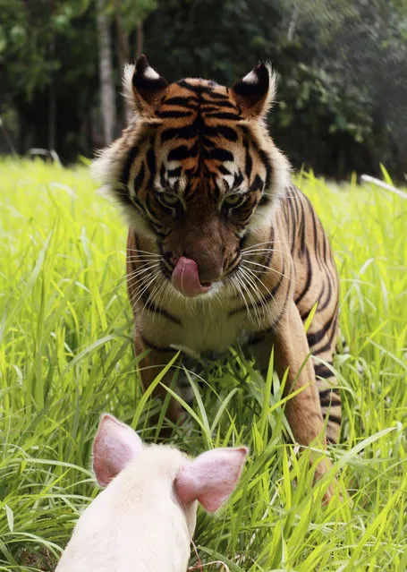 A Sumatran tiger looks at a pig at the Sumatra Tiger Rescue Centre compound inside the Tambling Wildlife Nature Conservation (TWNC), near Bandar Lampung, the southern tip of Sumatra island, February 24, 2013. (Photo by Reuters/Beawiharta)