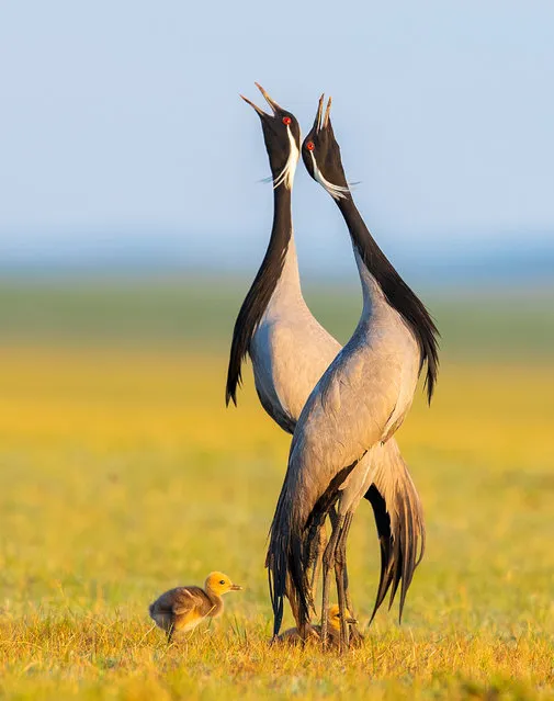 Best portrait, silver winner: Sing Heartily, Maofeng Shen, China. June marks the start of the breeding season for demoiselle cranes on the vast grasslands of Keshiketeng in Inner Mongolia. (Photo by Shen Maofeng/2021 Bird Photographer of the Year)