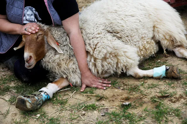 Meital Ben Ari, a co-founder of “Freedom Farm” pats Gary, a sheep with leg braces, at the farm which serves as a refuge for mostly disabled animals in Moshav Olesh, Israel on March 7, 2019. (Photo by Nir Elias/Reuters)