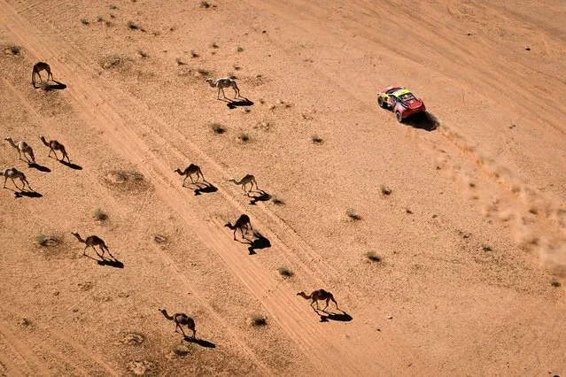 Bahrain Raid Xtreme's French driver Sebastien Loeb and his Belgian co-driver Fabian Lurquin steer their car through the desert as they pass a herd of camels during stage 10 of the Dakar Rally 2024, between Al-Ula and Al-Ula, Saudi Arabia, on January 17, 2024. (Photo by Patrick Hertzog/AFP Photo)