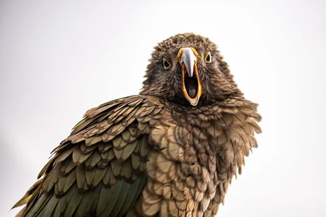 Photo taken on October 10, 2021 shows a kea at Fox Glacier township, South Island, New Zealand. New Zealand plans to reduce lead poisoning of Kea, the world's only alpine parrot and an endemic species to New Zealand, Minister of Conservation Kiri Allan said on Tuesday. (Photo by Xinhua News Agency/Rex Features/Shutterstock)