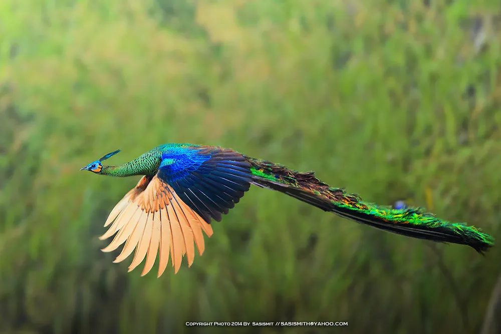 Wildlife Photography by Sompob Sasi-smit
