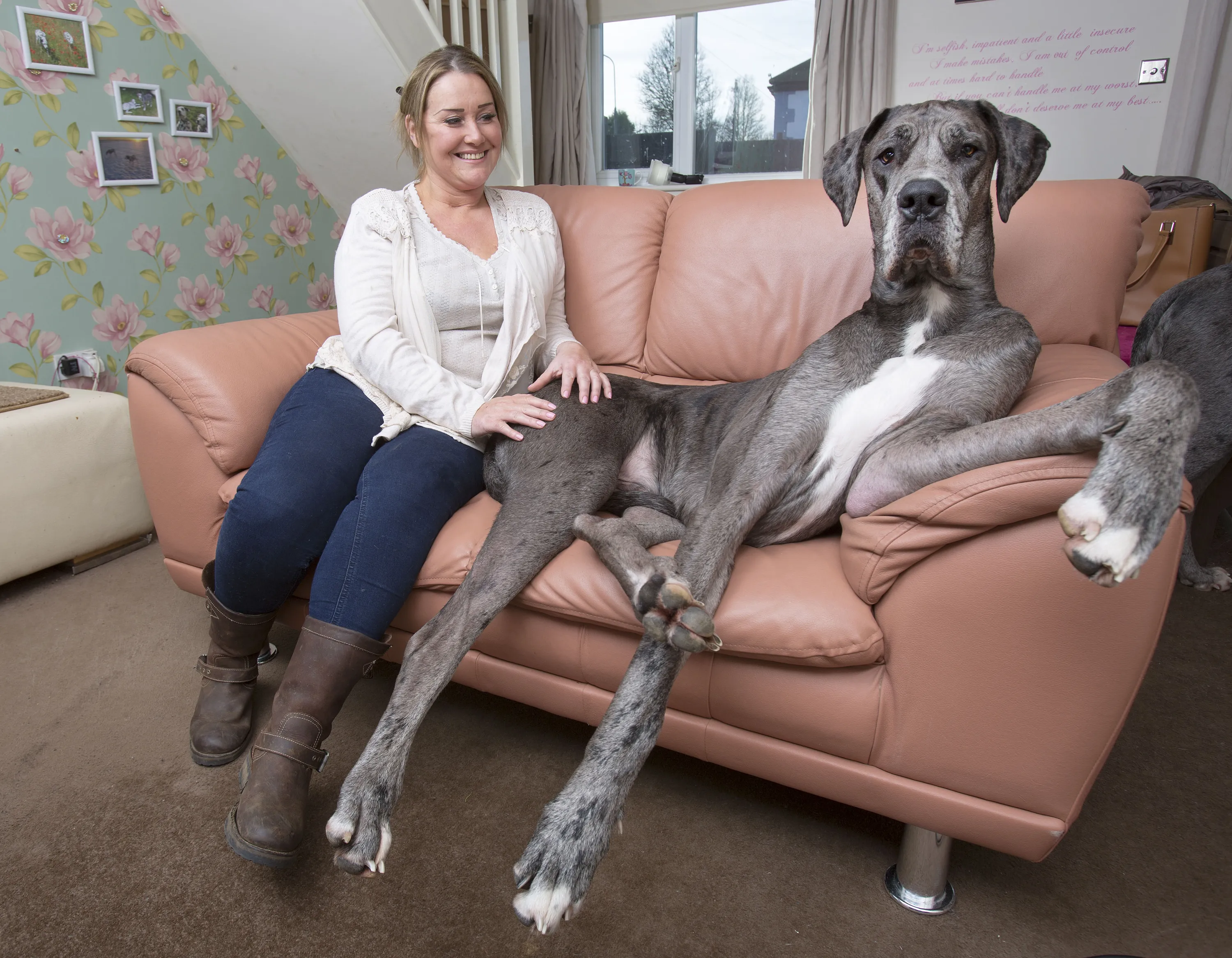 Зоосек. Энн Элизабет датский дог. Самая большая собака в мире датский дог. Немецкий дог большой. Крупные женщины и собаки.
