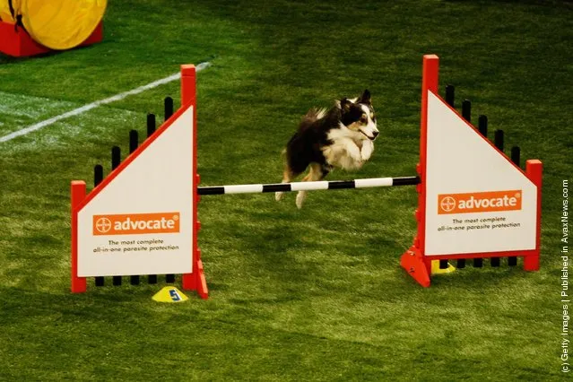 World Dog Games