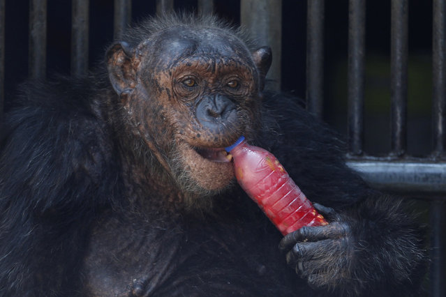 A chimpanzee drinks a sweet refreshment as it is sprayed with water on a hot day at Dusit zoo in Bangkok, Thailand, March 17, 2016. (Photo by Chaiwat Subprasom/Reuters)