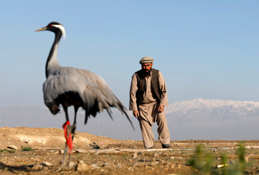 Bird Hunters of Afghanistan