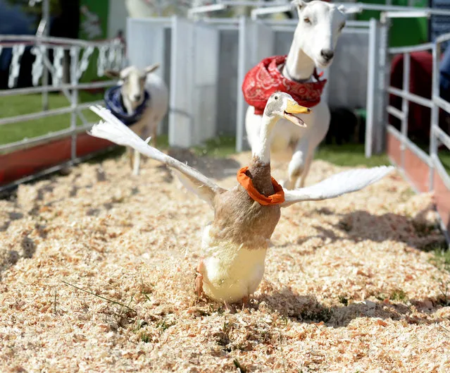 A racing duck named “Plankton Webfoot” participates in the second race of the afternoon during the Great American Speedway Crazy Animal Races on opening day of the 2015 Dixon May Fair, Thursday, May 7, 2015 in Dixon, Calif. The inter-species animal racing features goats, sheep, chickens, pigs and duck with fair goers cheering on their favorite animal. (Photo by Joel Rosenbaum/The Vacaville Reporter via AP Photo)