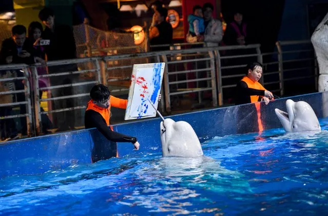 A Beluga whale paints during a performance at Tianjin Haichang Polar Ocean World in Tianjin, China, April 1, 2016. (Photo by Reuters/China Daily)