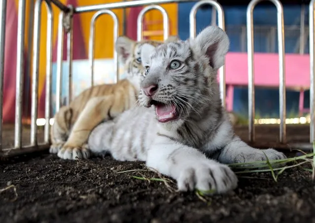 A white bengal tiger cub is photographed while playing with his sister, a golden bengal tiger cub inside of Circo de Renato (Renato Circus) at Ciudad Sandino, Nicaragua April 6, 2016. (Photo by Oswaldo Rivas/Reuters)