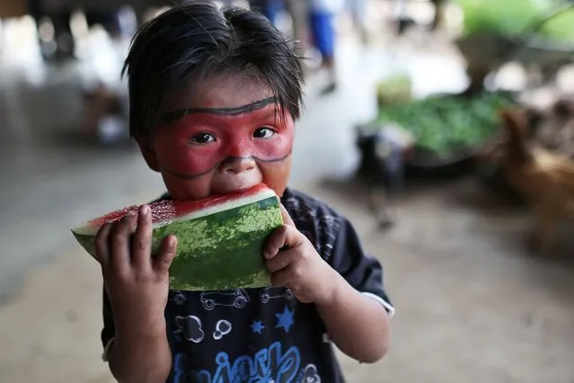 An indigenous Macuxi child eats a watermelon at the community of Uailan on the Raposa Serra do Sol reservation, Roraima state, Brazil on February 10, 2019. (Photo by Bruno Kelly/Reuters)