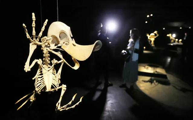 The work “Anas Animatus”, a comic-strip Donald Duck character, is on display as skeleton during the press preview of the exhibition “Animatus” by South Korean artist Hyungkoo Lee in Moscow, Russia, May 20, 2015. (Photo by Yuri Kochetkov/EPA)