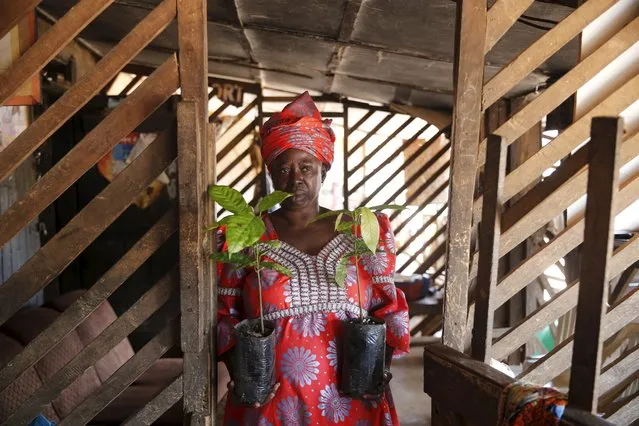 Chairperson of the Tonikoko farmers' cooperative association Olori Ronke Akindoju holds samples of Cocoa plants in front of her home during an interview with Reuters in ile-Oluji village, in Ondo state, southwest Nigeria March 29, 2016. (Photo by Akintunde Akinleye/Reuters)