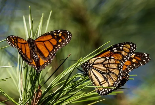 Monarch butterflies land on branches at Monarch Grove Sanctuary in Pacific Grove, Calif., on November 10, 2021. The number of western monarch butterflies overwintering in California dropped 30% from the previous year likely due to a wet winter. Researchers with the Xerces Society, a nonprofit environmental organization, said Tuesday, Jan. 30, 2024, that volunteers who visited sites in California and Arizona around Thanksgiving tallied more than 230,000 butterflies, compared to 330,00 in 2022. (Photo by Nic Coury/AP Photo)
