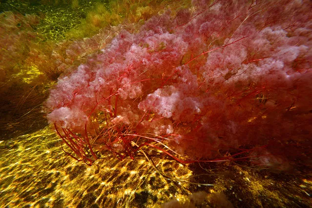 Macarenia clavigera the endemic aquatic plant that grows under the surface of the Cano Cristales River in Colombia is distinguished by it red stem firmly hang on the rock, its look like cotton floating at the surface. (Photo by Olivier Grunewald)