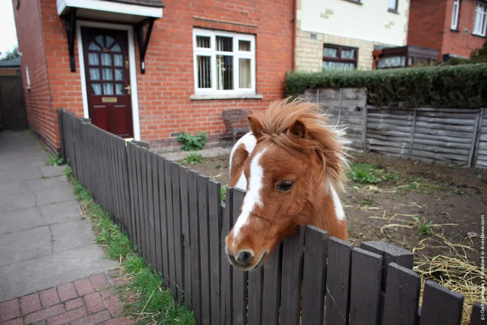 Horse Owners Protest To Keep Local Traditions