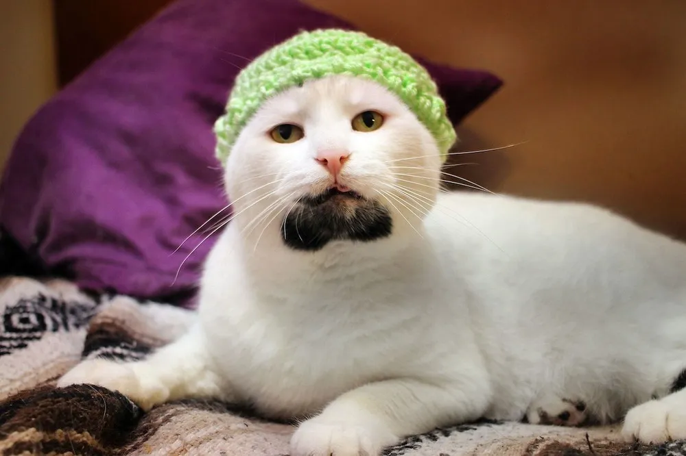 Gary the Hipster Cat