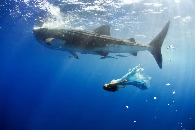 Maco swimming with Whale Sharks in Mexico, Cancun. (Photo by Jeremy Farris/Caters News)