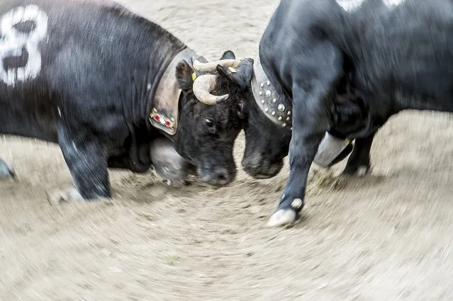 The cows “Elan” (L) and “Sauvage” (R) ram their heads during the traditional annual “Combats de Reines” (Battle of the Queens), a cow fight in Aproz, western Alpine canton of Valais, Switzerland, 01 May 2016. Each year, the cows test their strength and fight for the herd's leadership when taken to the alpine pastures. The competition continues until a new queen has forced all the other cows to retreat. (Photo by Olivier Maire/EPA)