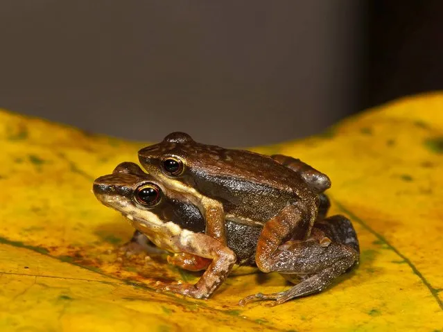 A frog couple from one of the 14 new species of so-called dancing frogs. (Photo by Satyabhama Das Biju/AP Photo)