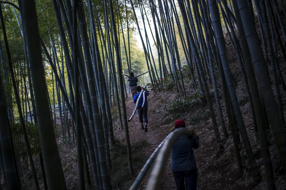 China's Bamboo