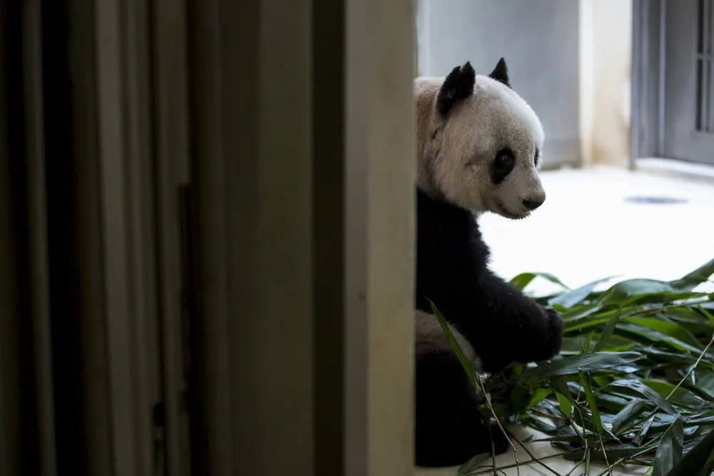 The Oldest Giant Panda