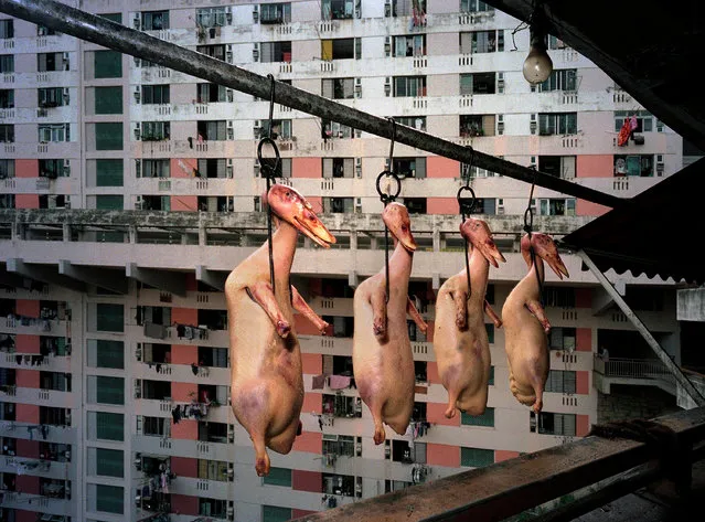 “In April 2003, I was walking through a large housing estate on the Kowloon side when I stumbled across a small Chinese restaurant and a terrace that you could stand on. I looked up and saw four pink, plucked ducks strung up on metal hooks. It was a perfectly normal scene to a local, but it was really odd for someone who was still foreign. It was around the time of Sars, the bird-flu epidemic, so it felt controversial – as well as darkly comic – to be photographing dead ducks”. (Photo by Michael Wolf)